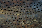 DSC08855